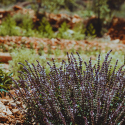 A Herb Lover's Paradise: Discover Our Garden in Listaros