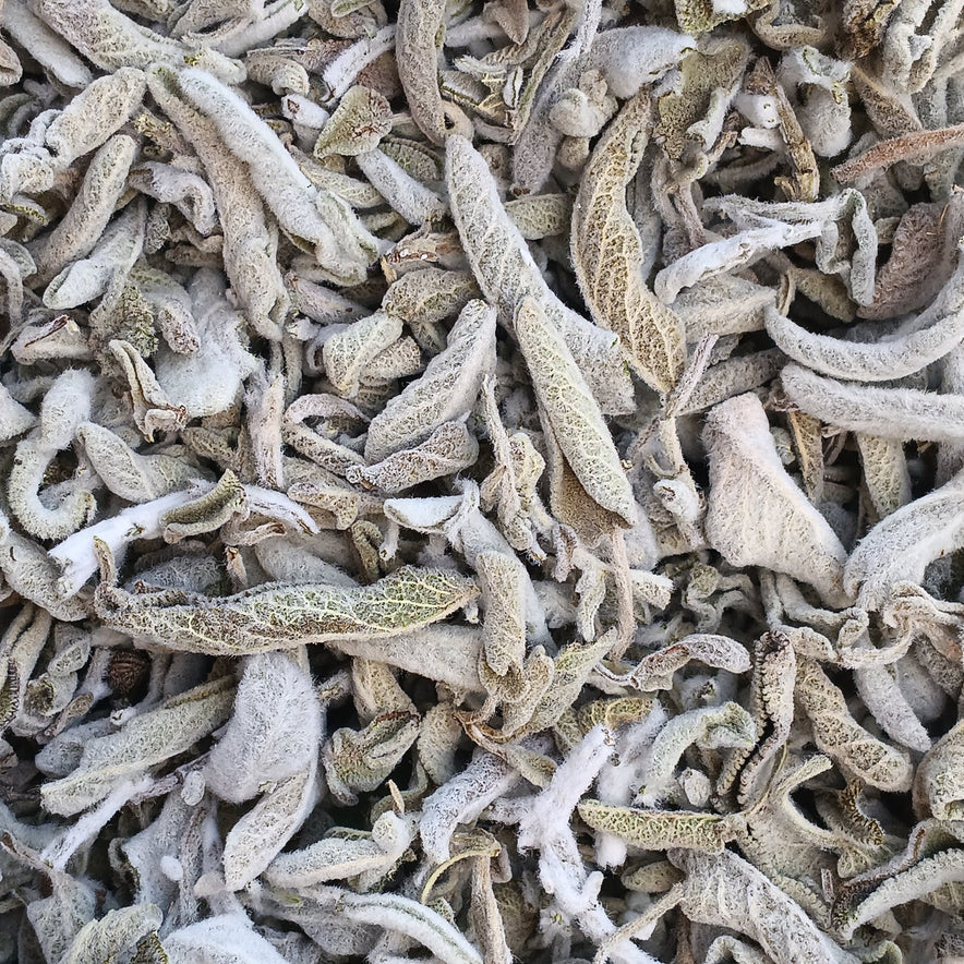 Image for Cretan Sage (Salvia Fruticosa/Triloba) | Our Biodynamic Cultivation