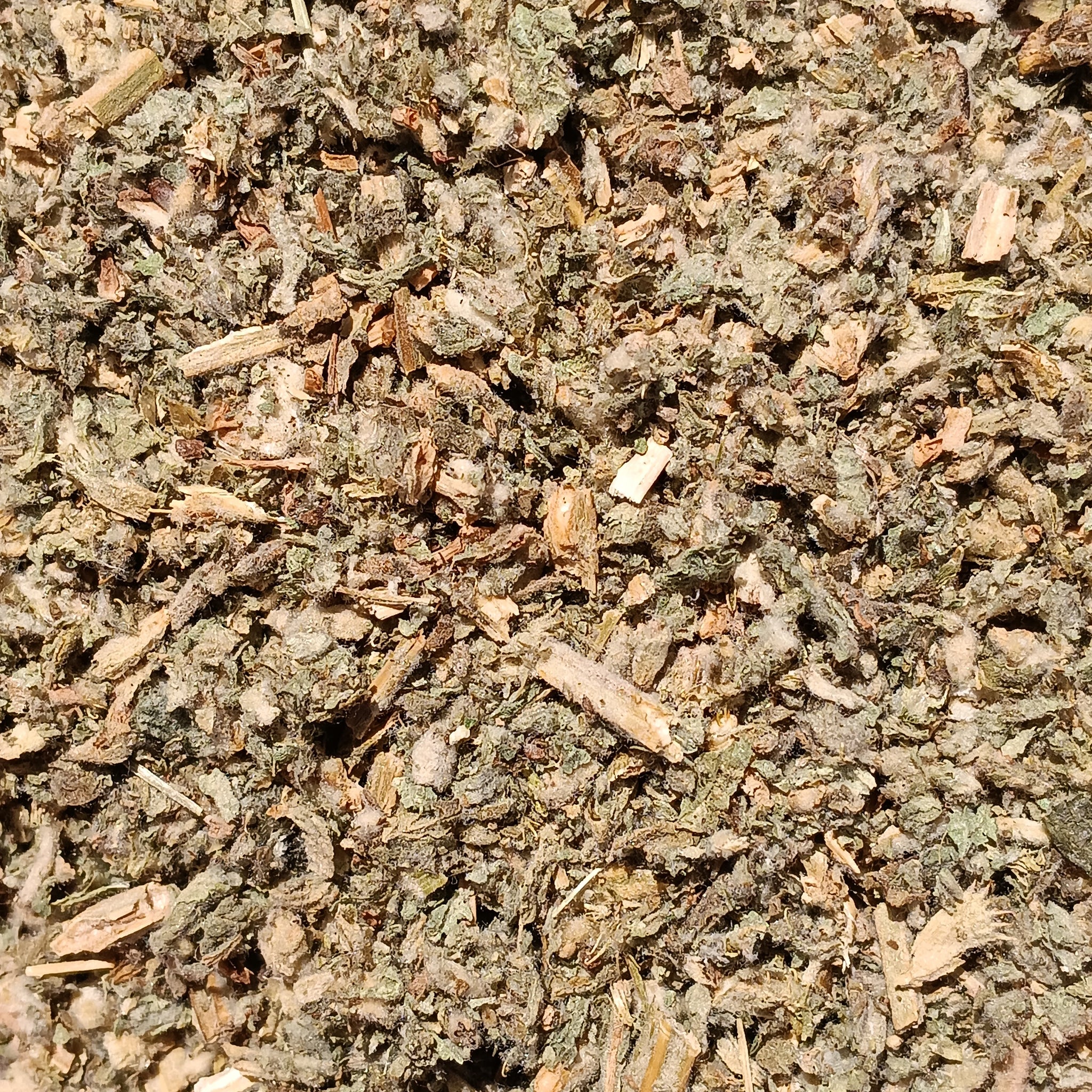 Horehound (Marrubium Vulgare)