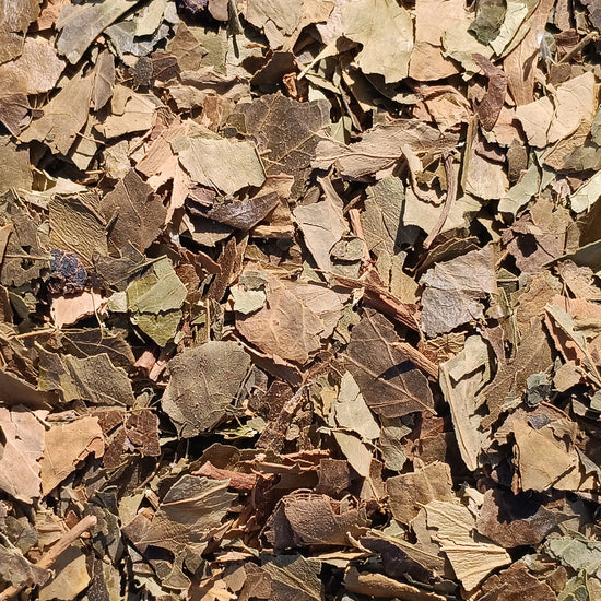 English Ivy (Hedera Helix)