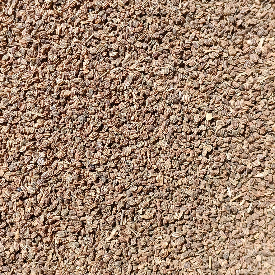 Image pour Graines de céleri (Apium Graveolens)