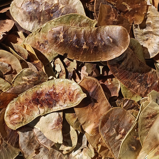 Alexandrian Senna (Cassia Acutifolia)