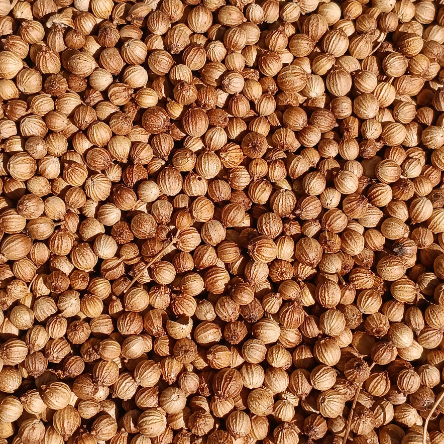 Image for Coriander Seeds (Coriandrum Sativum)I Organic