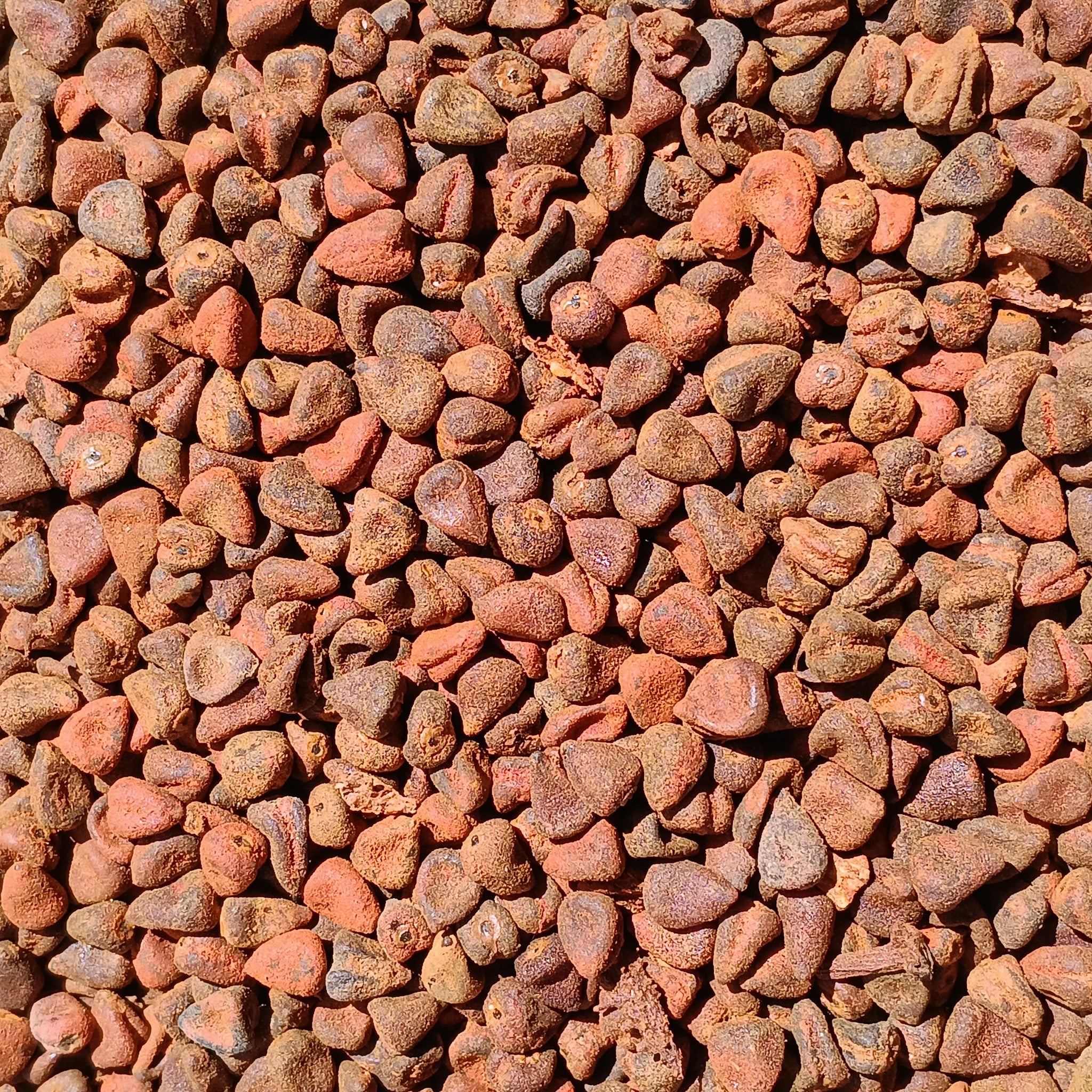 Annatto Seeds