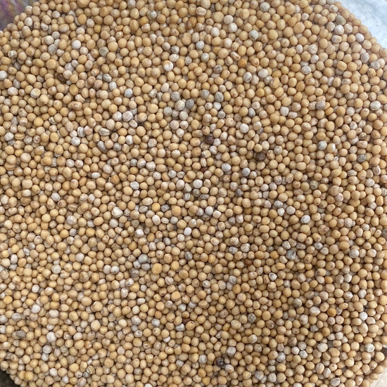 Yellow Mustard Seeds I Organic
