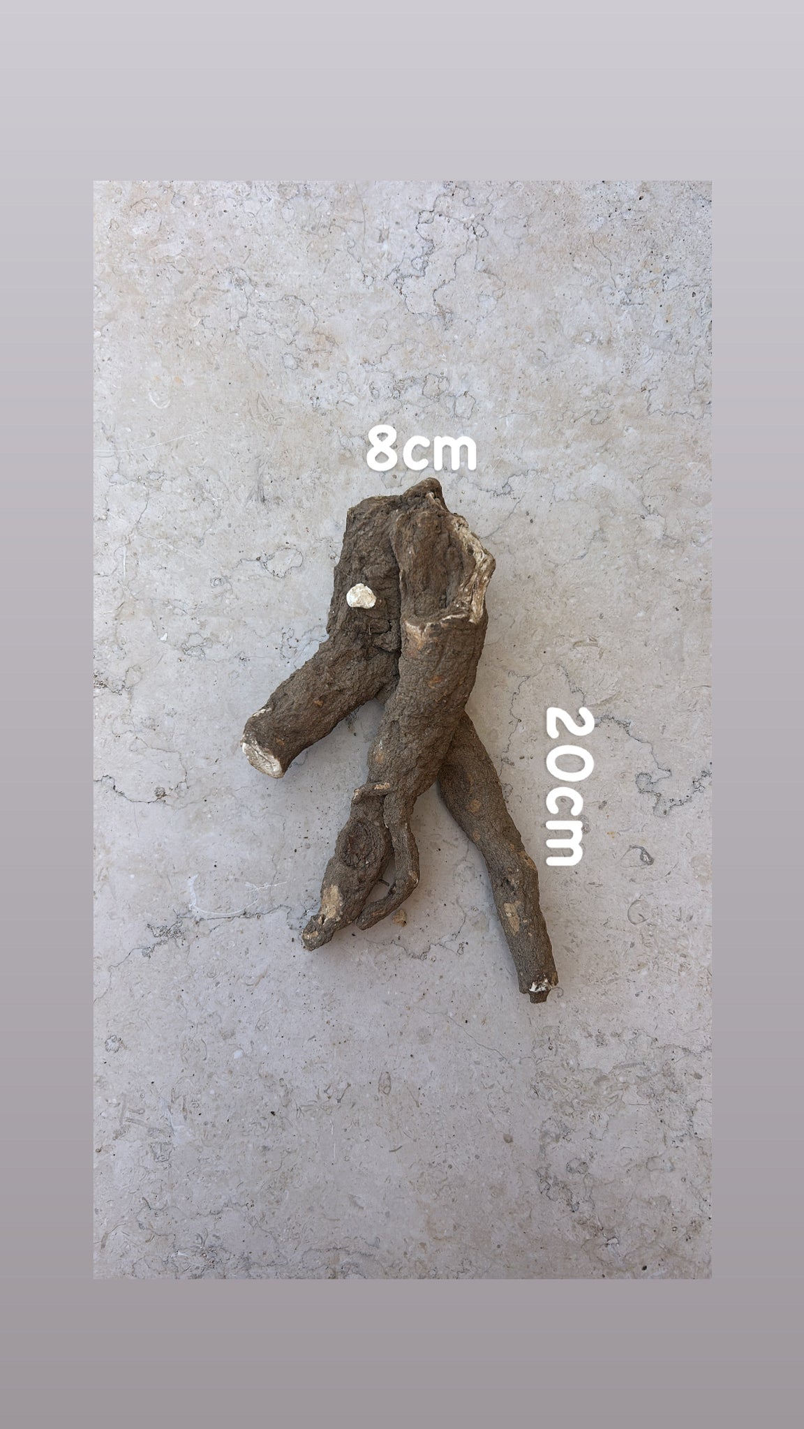 Wild Cretan Mandrake Whole Root 275gr