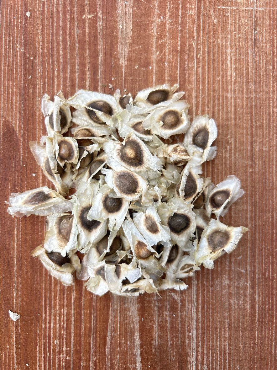 Image for Our Biodynamic Moringa Oleifera Seeds