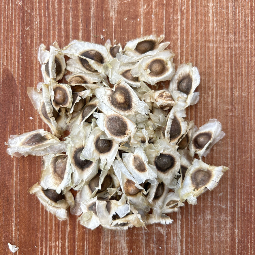 Image for Our Biodynamic Moringa Oleifera Seeds