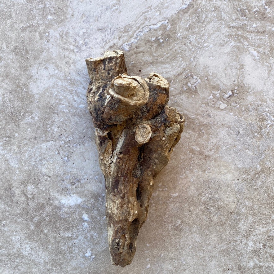 Image for Wild Cretan Mandrake Whole Root 180 grams