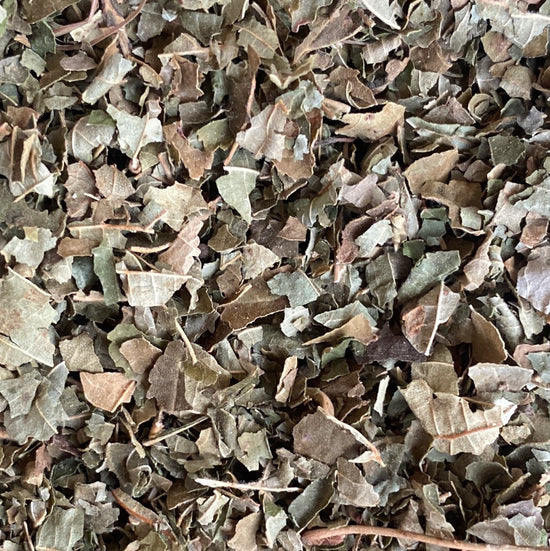 Gymnema (Gymnema Sylvestre)