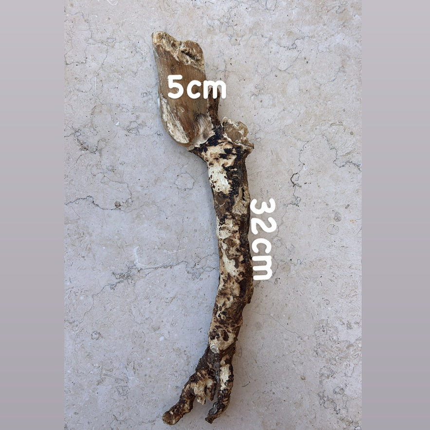 Image for Wild Cretan Mandrake Whole Root 255gr