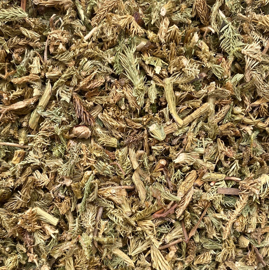 Image for Clubmoss (Lycopodium Clavatum)