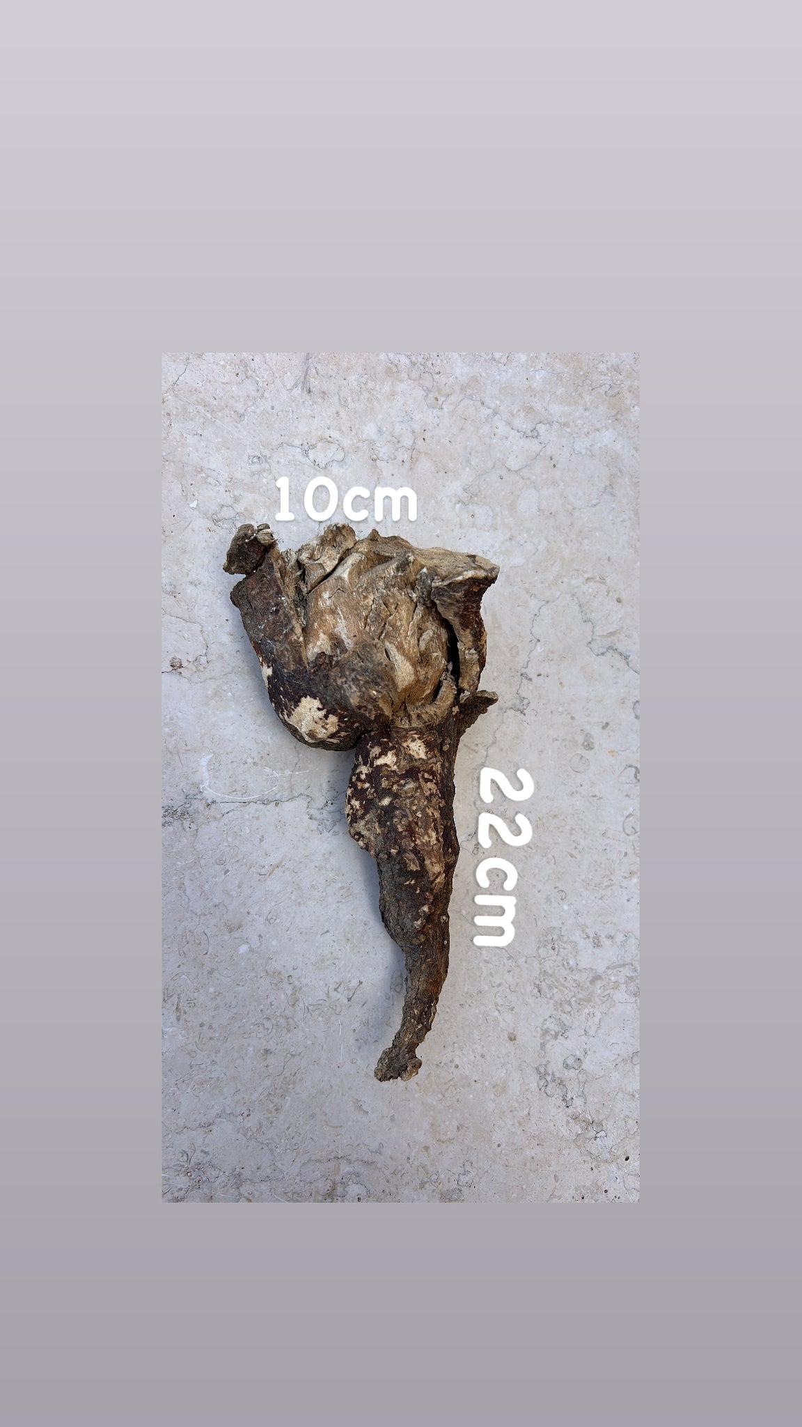 Wild Cretan Mandrake Whole Root 310gr