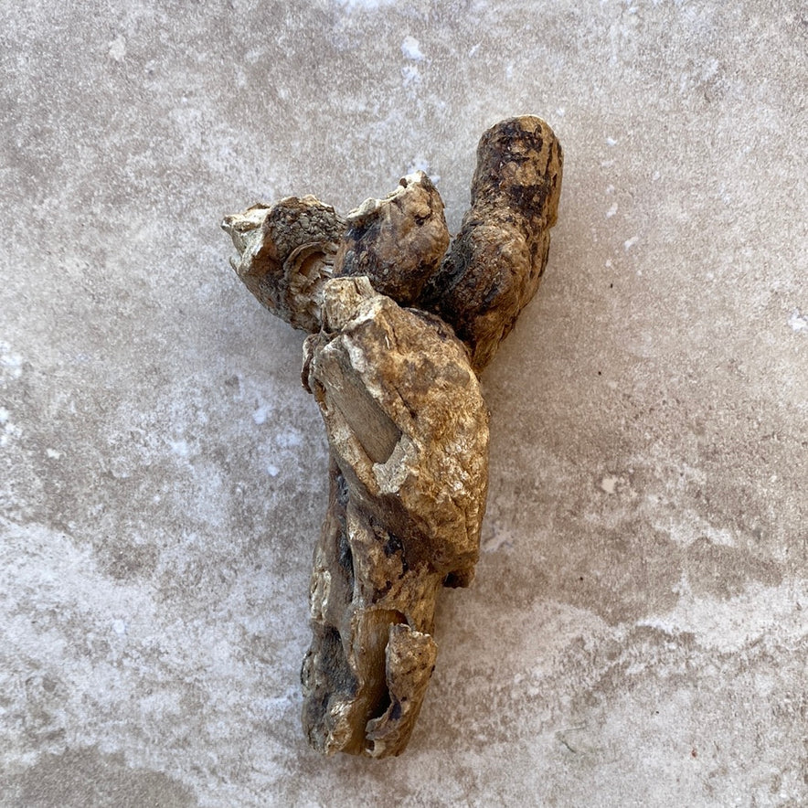 Image for Wild Cretan Mandrake Whole Root 180 grams