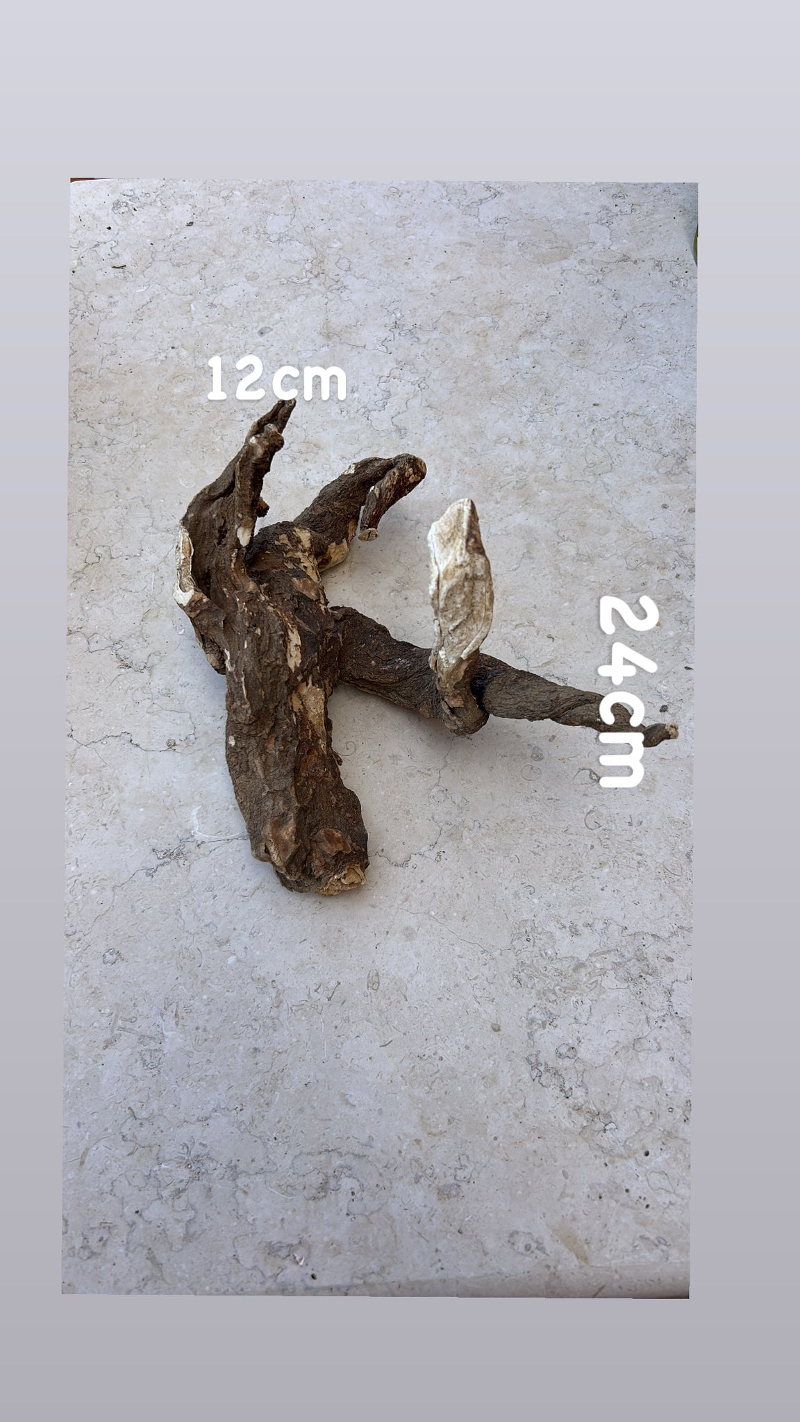 Wild Cretan Mandrake Whole Root 495gr