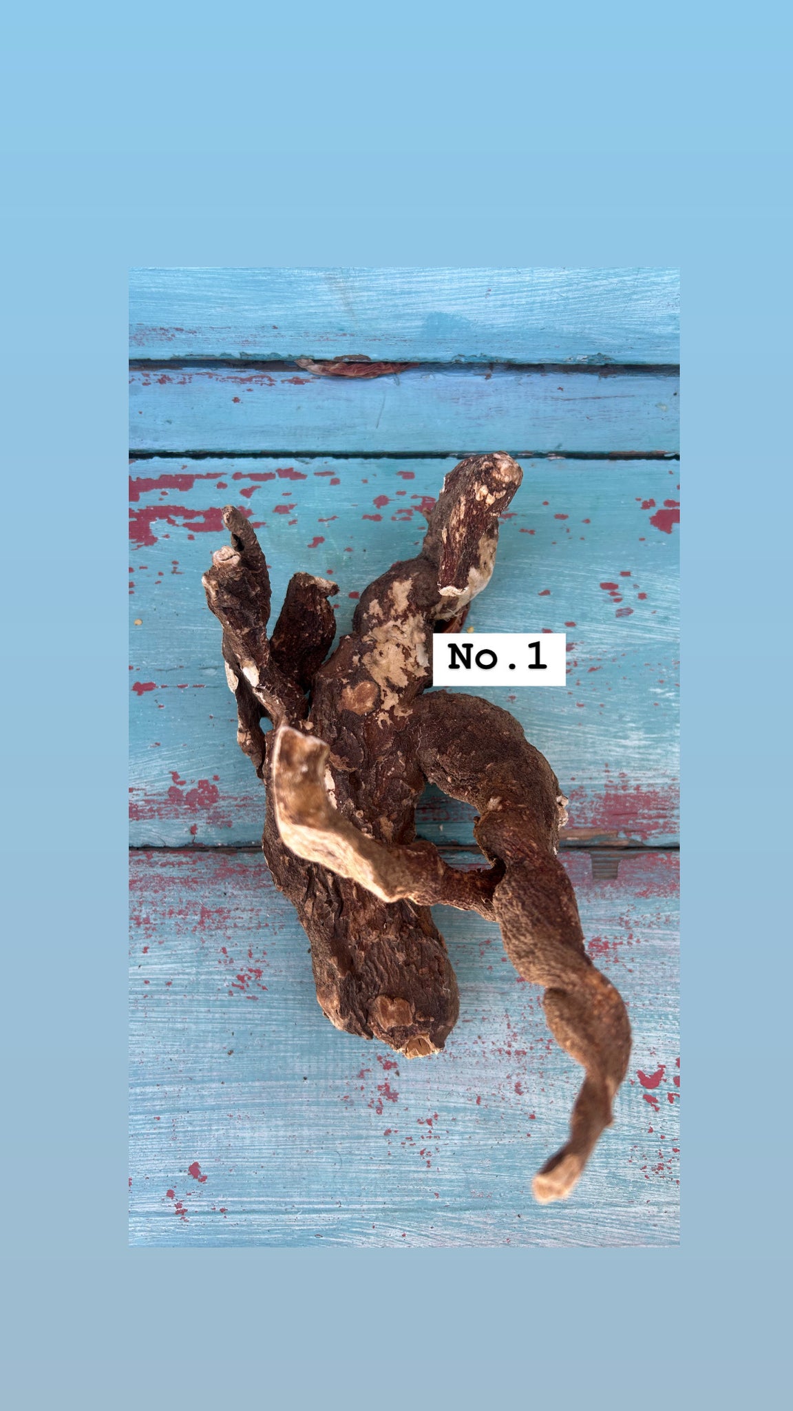 Whole Cretan Wild Mandrake Root (Mandragora officinarum)