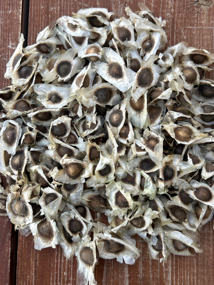 Image for Our Biodynamic Moringa Oleifera Seeds