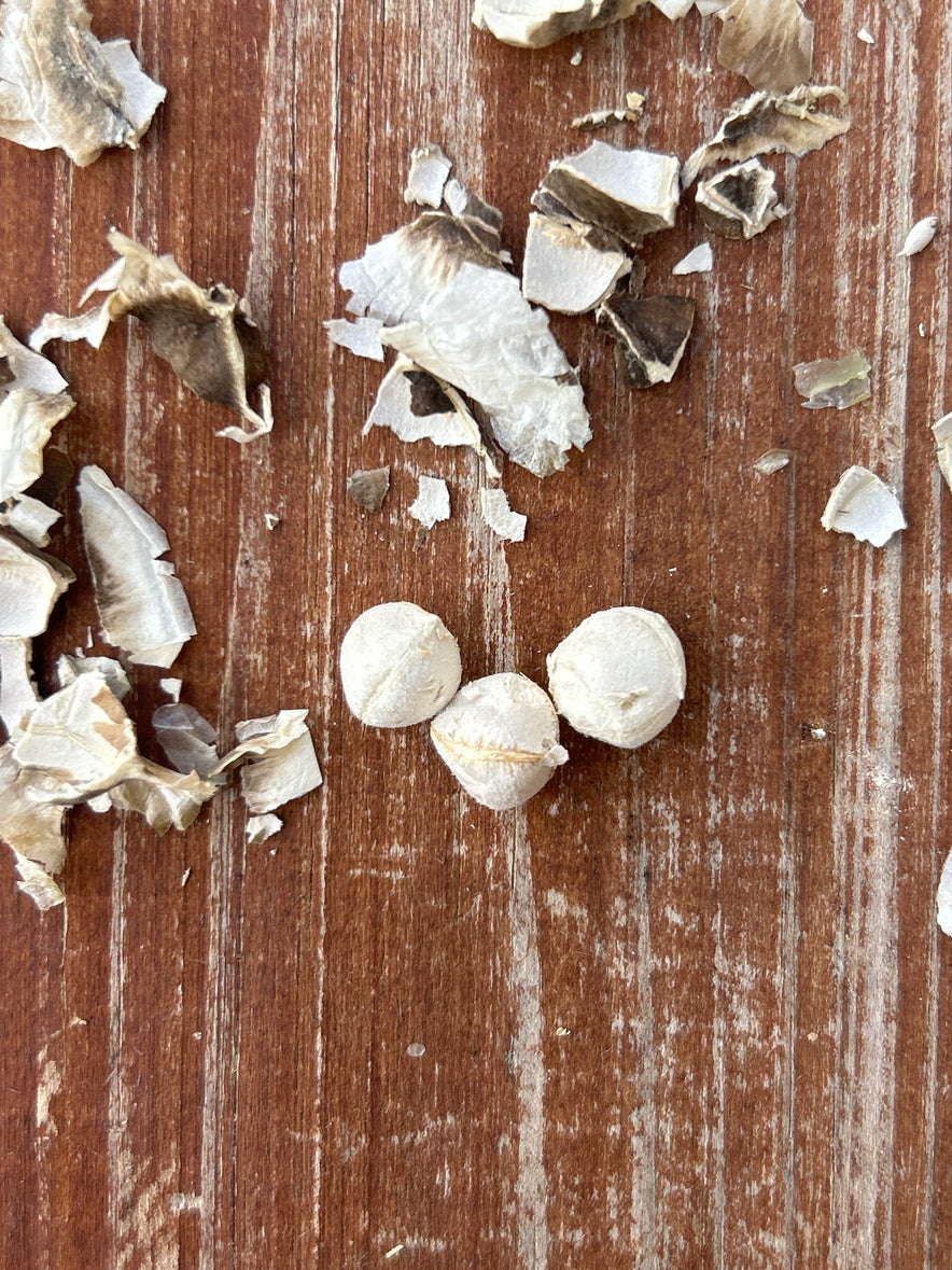 Image for Our Biodynamic Moringa Oleifera Seeds