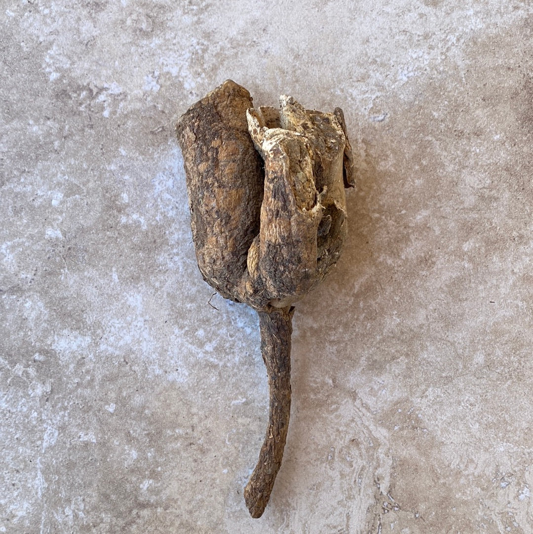 Cretan Mandrake Root Wild (Mandragora Officinarum) Whole root 194 grams