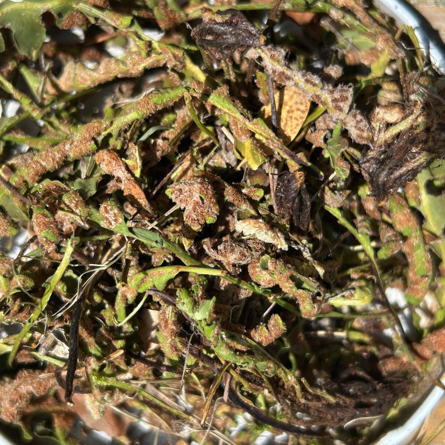 Image for Rustyback (Asplenium Ceterach / Ceterach Officinarum)