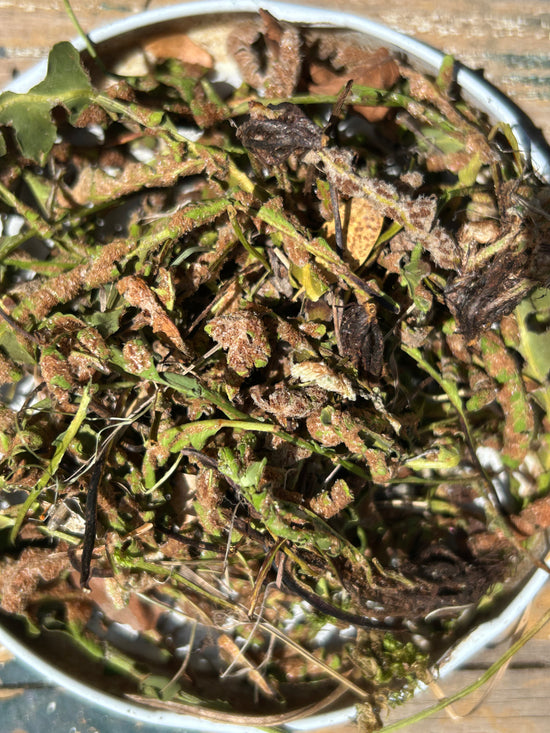 Rustyback (Asplenium Ceterach / Ceterach Officinarum)