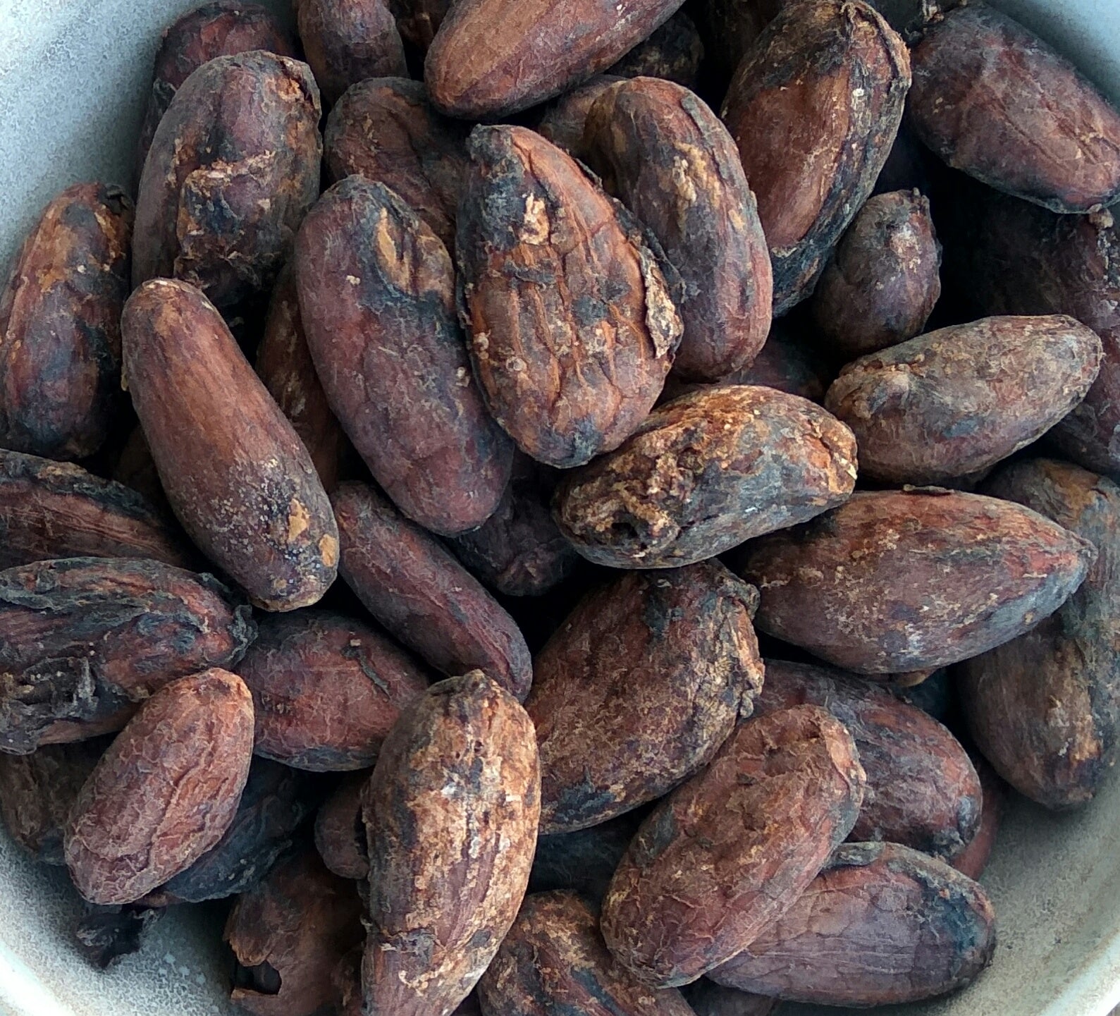 Criollo Cacao Beans | Organic