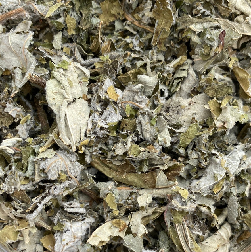 Image for Chestnut Leaves (Castanea Sativa)
