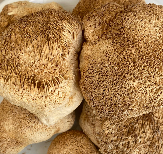 Lion's Mane Mushroom Whole | Greek Cultivation