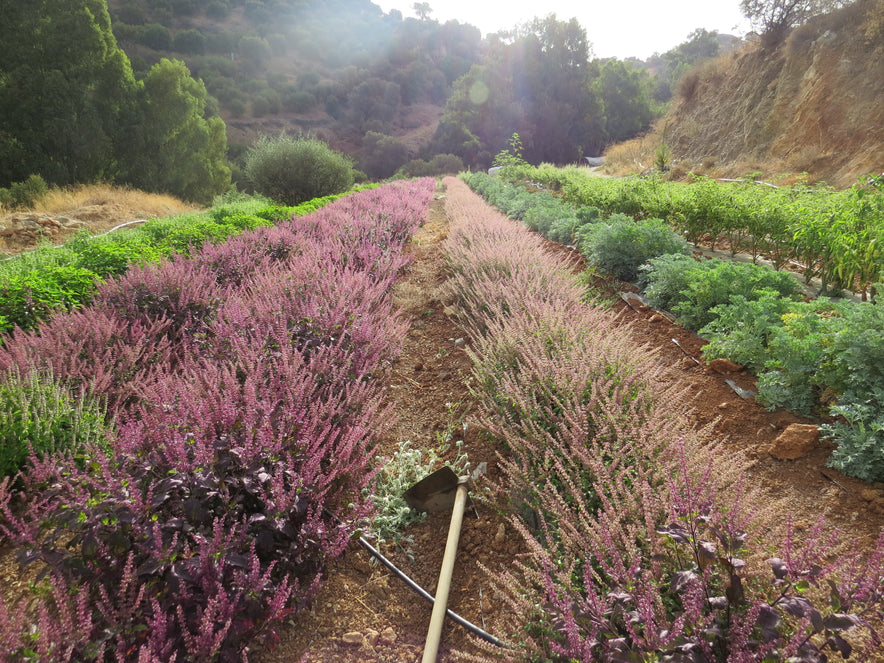 Image for Tulsi Mix / Holy Basil Mix  | Our Biodynamic Cultivation