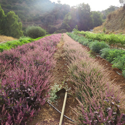 Tulsi Mix / Holy Basil Mix  | Our Biodynamic Cultivation