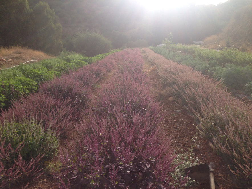 Image for "Krishna" Tulsi/Holy Basil | Our Biodynamic Cultivation (Ocimum Tenuiflorum)