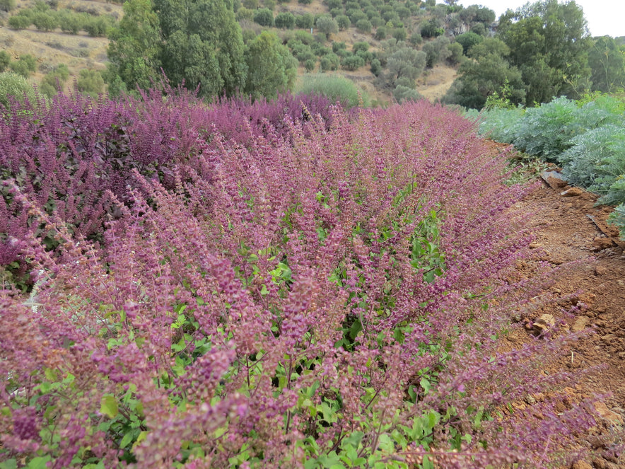Image for "Rama" Tulsi/Holy Basil | Our Biodynamic Cultivation (Ocimum sanctum)