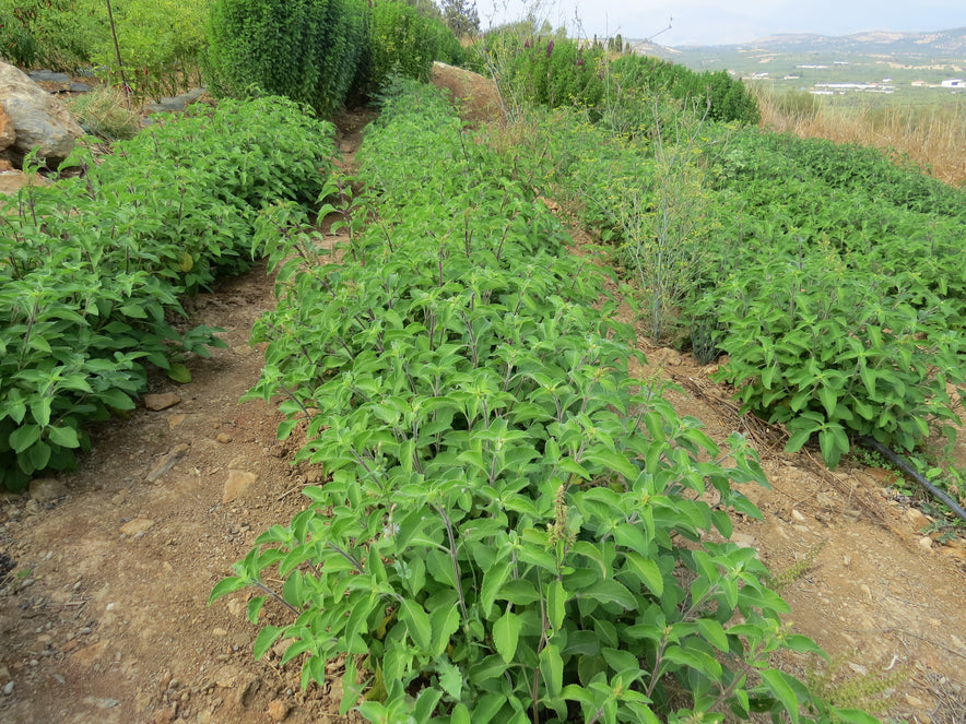 Image for "Vana" Tulsi / Holy Basil (Ocimum Gratissimum)  | Our Biodynamic Cultivation