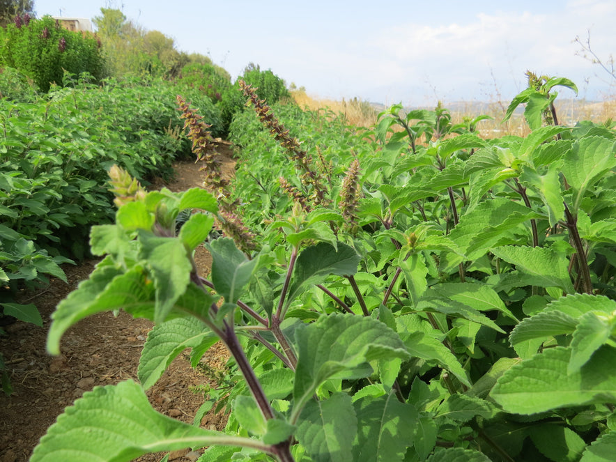 Image for "Vana" Tulsi / Holy Basil (Ocimum Gratissimum)  | Our Biodynamic Cultivation