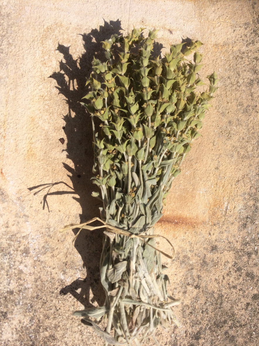 Image for Parnassus Greek Mountain Tea (Sideritis Raeseri Boiss) | Organic