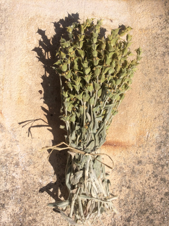 Parnassus Greek Mountain Tea (Sideritis Raeseri Boiss) | Organic