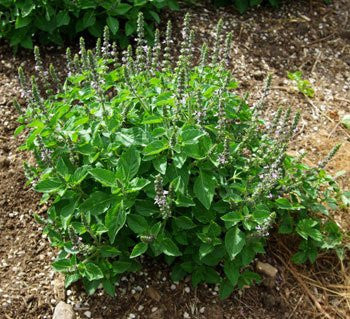 Image for "Kapoor" Tulsi / Holy Basil | Our Biodynamic Cultivation (Ocinum Sactrum)