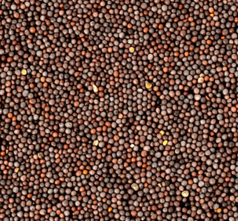 Image for Black Mustard Seeds Organic