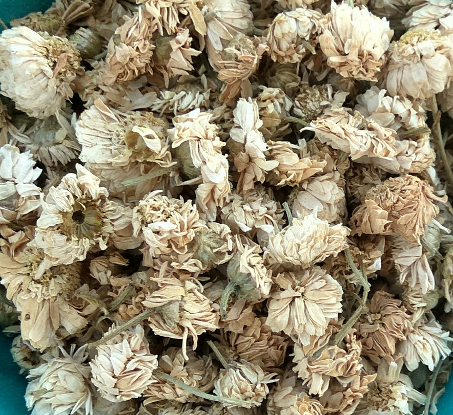 Image for Roman Chamomile (Chamaemelum Nobile)