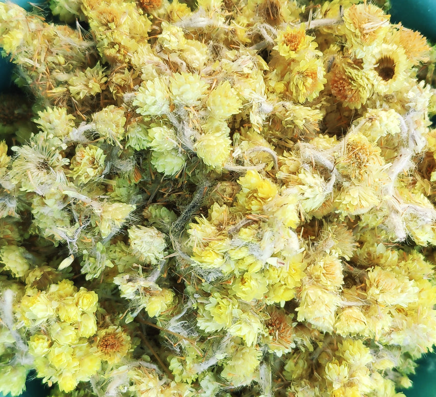 Image for Curry Plant (Helichrysum Italicum)