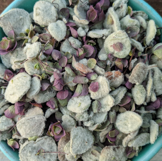 Cretan Dittany | Organic (Origanum Dictamnus)