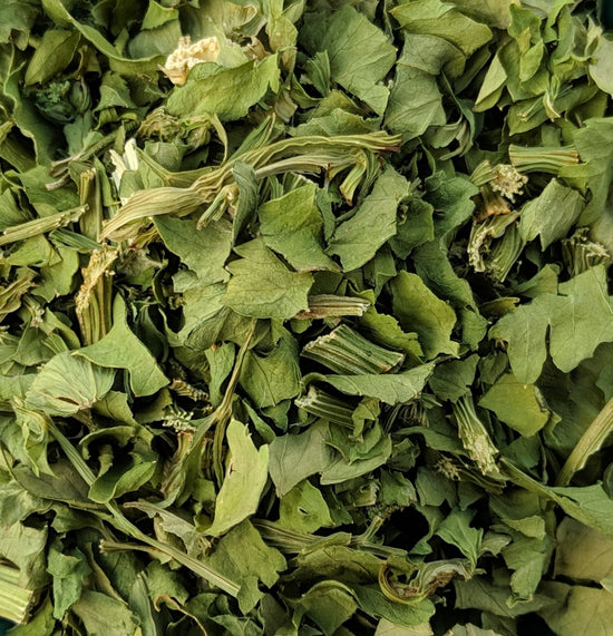 Celery Leaves (Apium Graveolens) I Our Biodynamic Cultivation