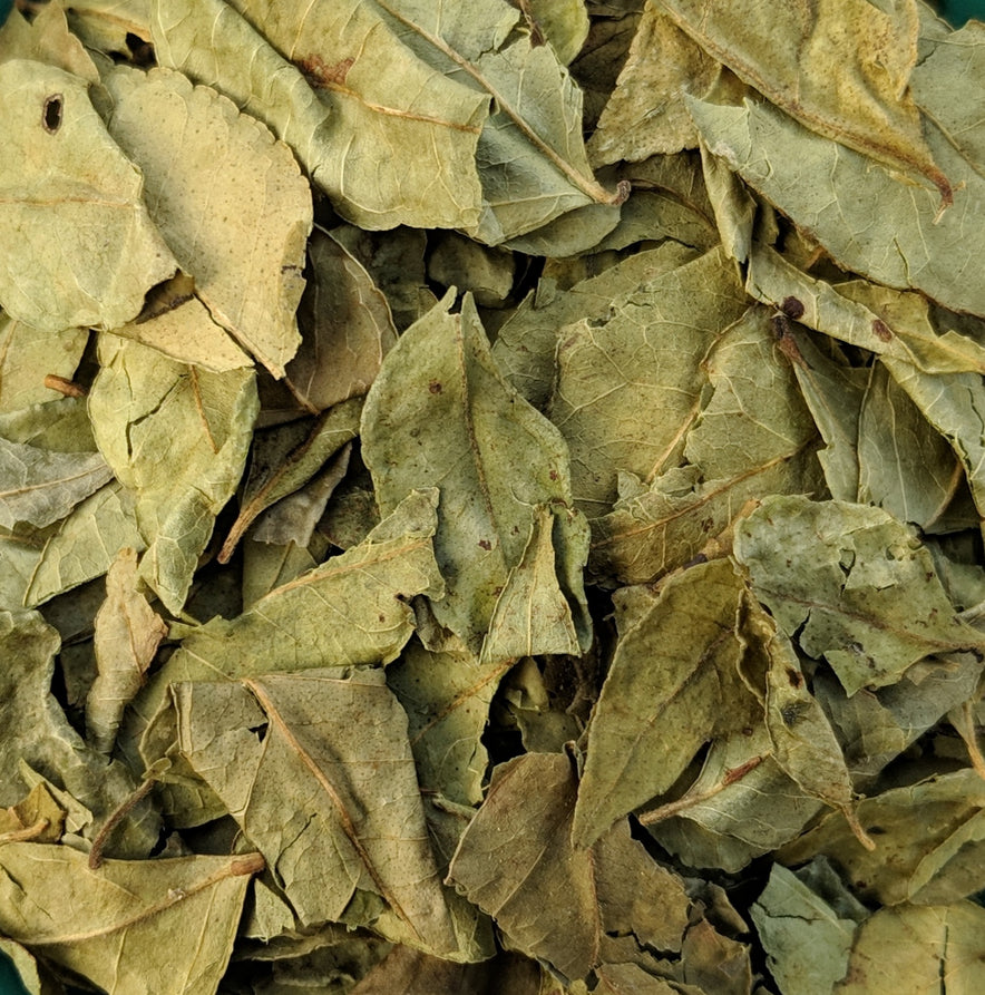Image for Turmeric Leaves (Curcuma Longa)