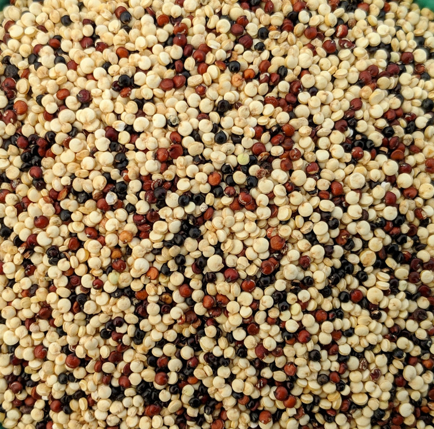 Image for Tri-Color Quinoa I Organic
