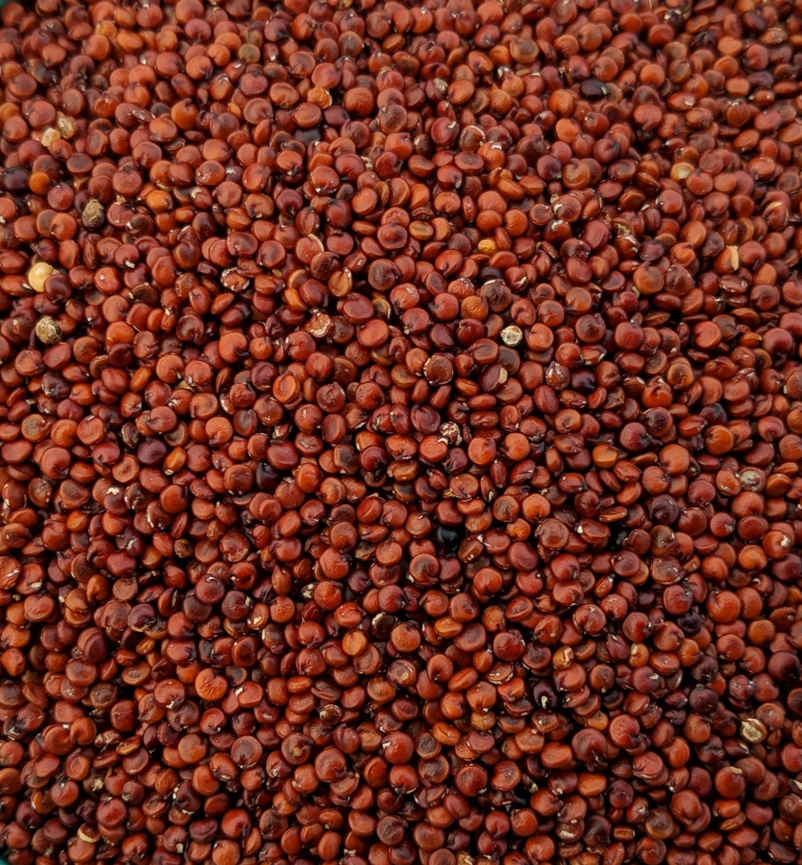 Red Quinoa