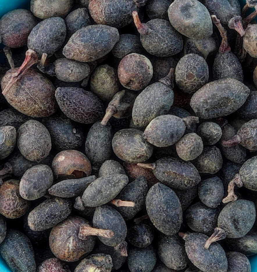 Image for Laurel Berries (Laurus Nobilis)