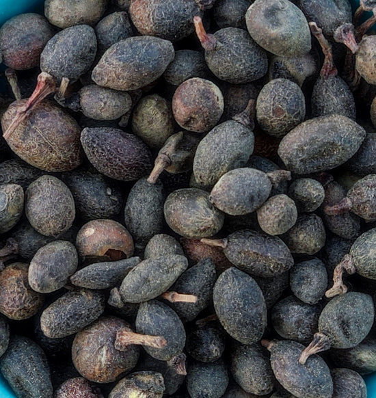 Laurel Berries (Laurus Nobilis)