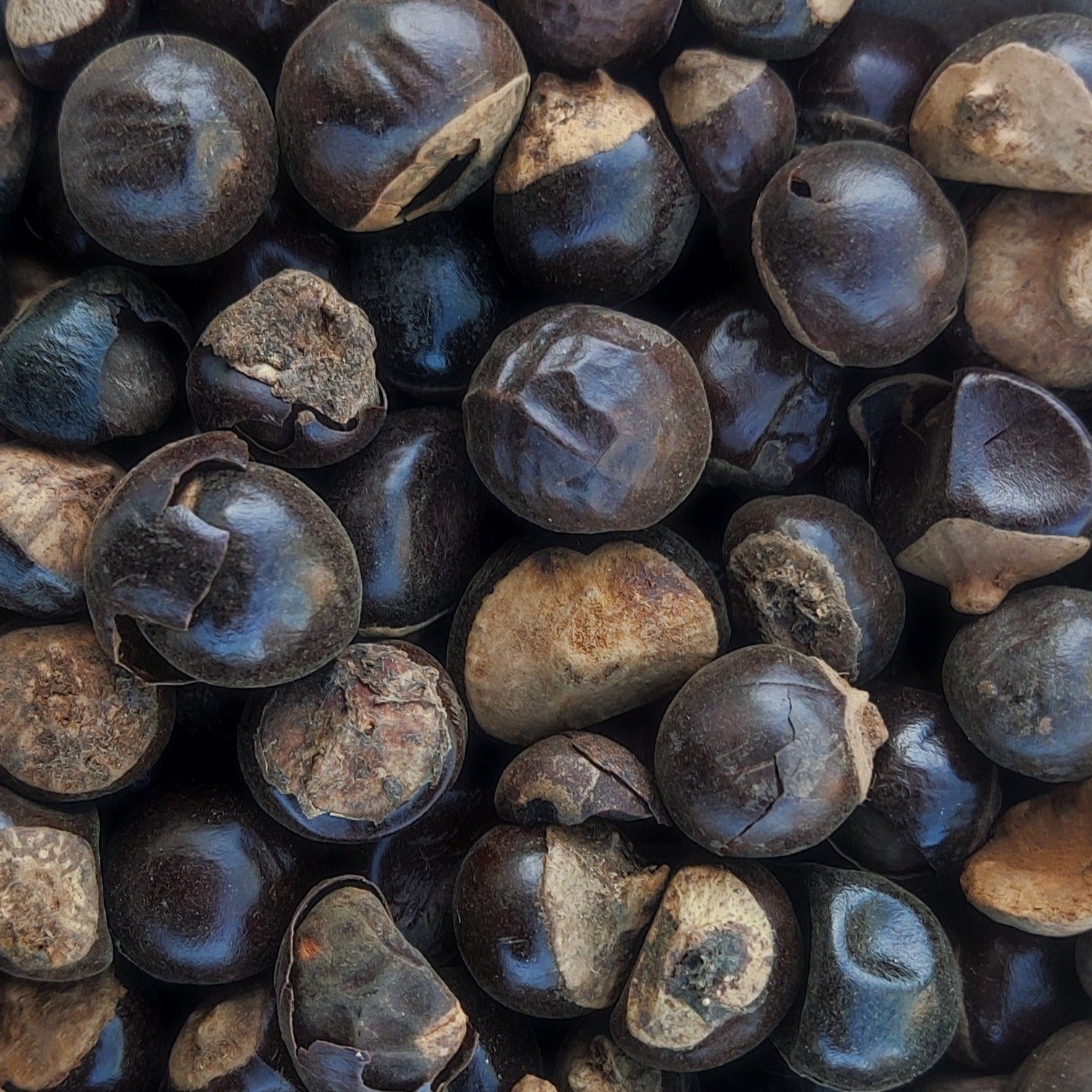 Guarana Seeds (Paullinia Cupana)