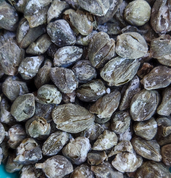 Caper (Capparis Spinosa)