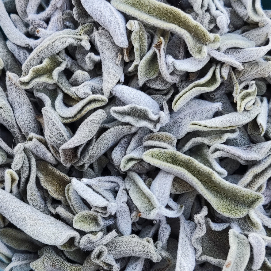 Image for Cretan Sage (Salvia Fruticosa / Salvia Triloba)